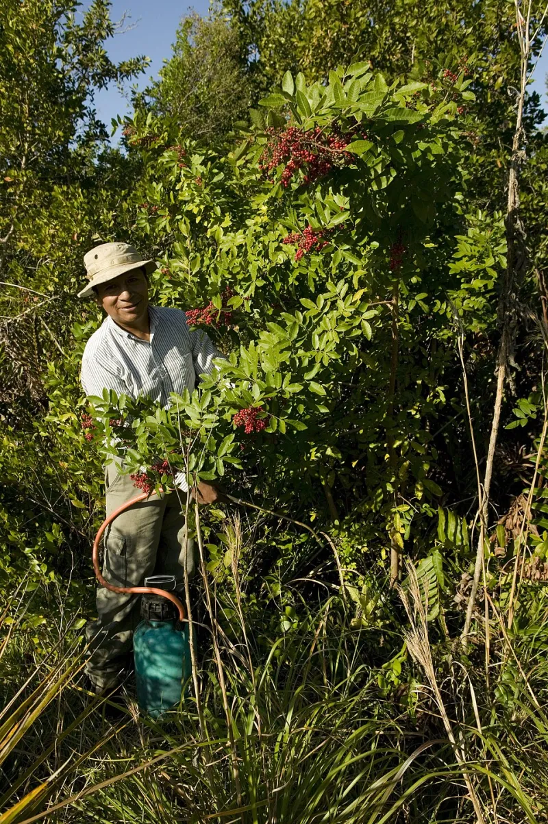 Lido pelo Mar: Como os Ecossistemas Costeiros Moldaram a Estética e a Alma do Brasil Litorâneo