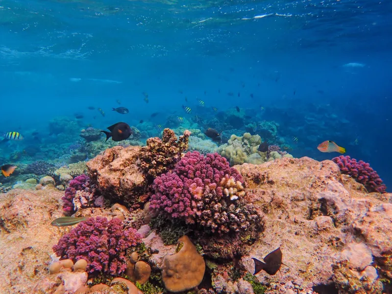 Jardins Submersos: Os Recifes de Coral do Brasil que a Maioria dos Viajantes Nunca Viu
