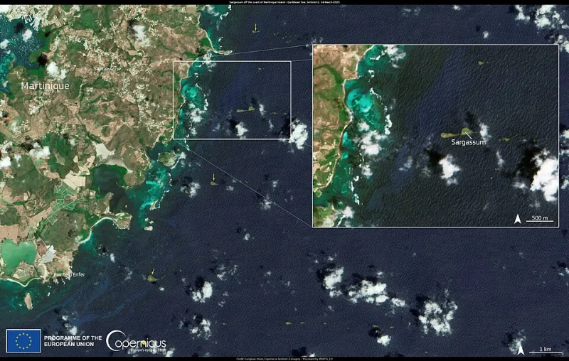 A Maré Marrom: O Que é o Sargaço, Por Que Está Chegando às Nossas Praias e o Que Você Pode Fazer a Respeito