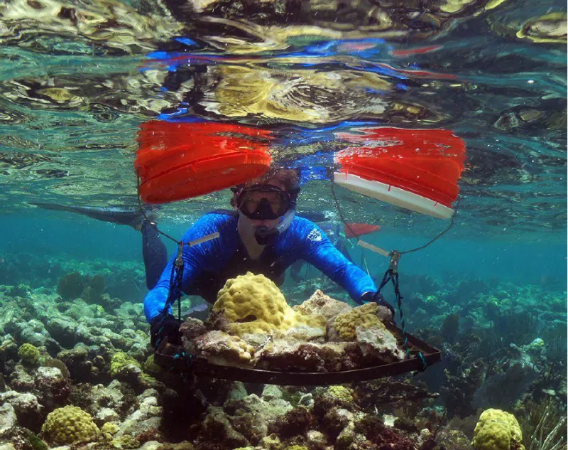 Viajar para Curar: Como o Turismo Regenerativo Está Devolvendo Vida ao Litoral Brasileiro